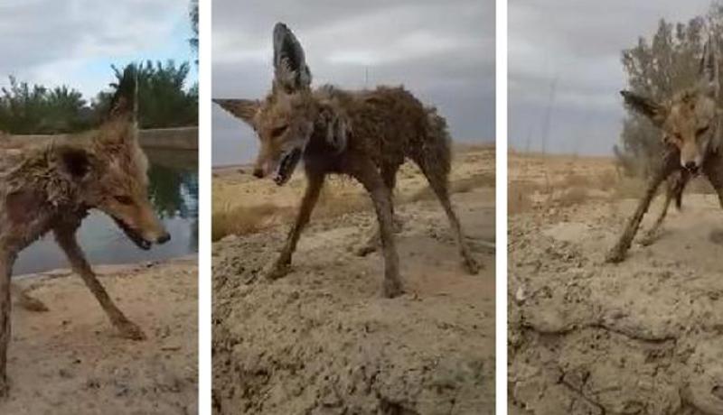 بالفيديو البرد يجمد ثعلب سقط في بركة ماء