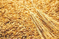 الجزائر تطرح مناقصة لشراء القمح