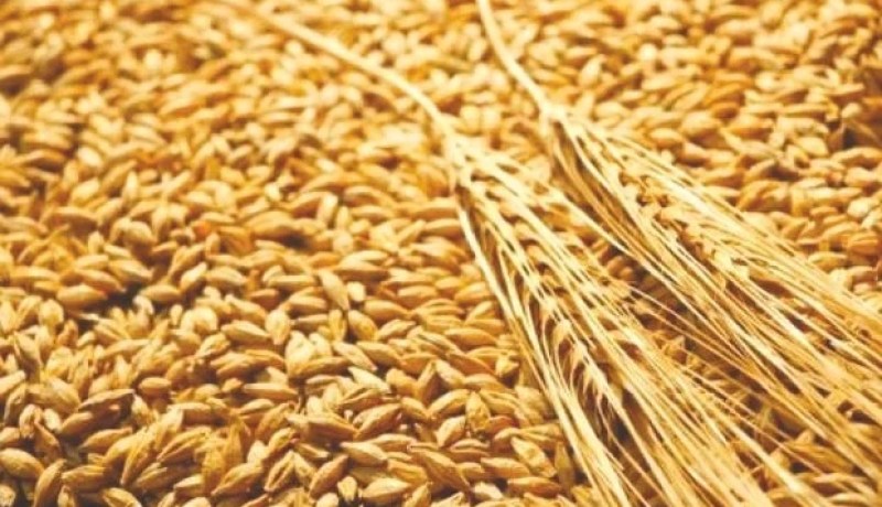 الجزائر تطرح مناقصة لشراء القمح