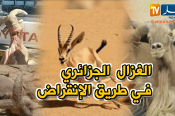 حيوانات صحراء الجزائر في طريق الإنقراض