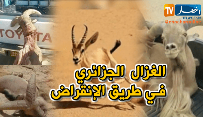 حيوانات صحراء الجزائر في طريق الإنقراض