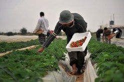 إصابة 5 مزارعين في غزة برصاص إسرائيلي