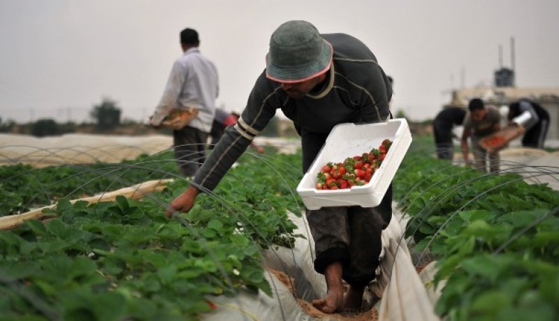 إصابة 5 مزارعين في غزة برصاص إسرائيلي