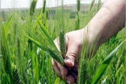 المنظمة العربية للتنمية الزراعية تبحث كيفية تعزيز التعاون العربي لتحقيق الأمن الغذائى