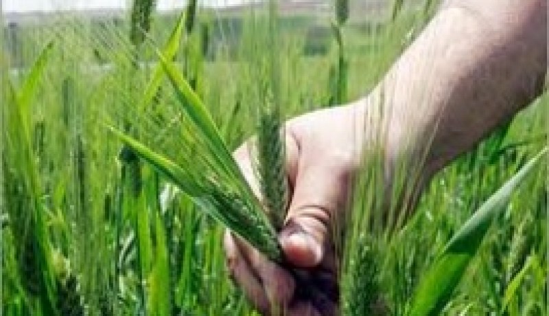المنظمة العربية للتنمية الزراعية تبحث كيفية تعزيز التعاون العربي لتحقيق الأمن الغذائى
