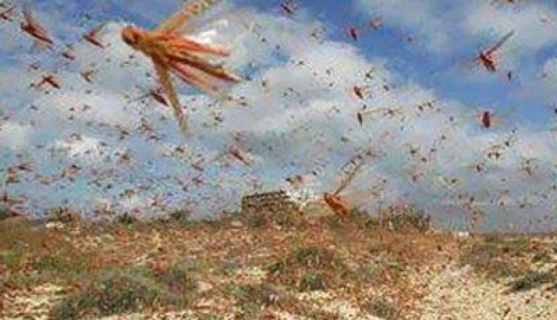 سرب جراد يدخل مدغشقر بكارثة إنسانية