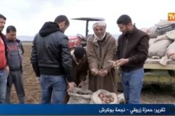 بالفيديو ..فلاحوا غليزان مستاؤون من غلاء بذور البطاطا
