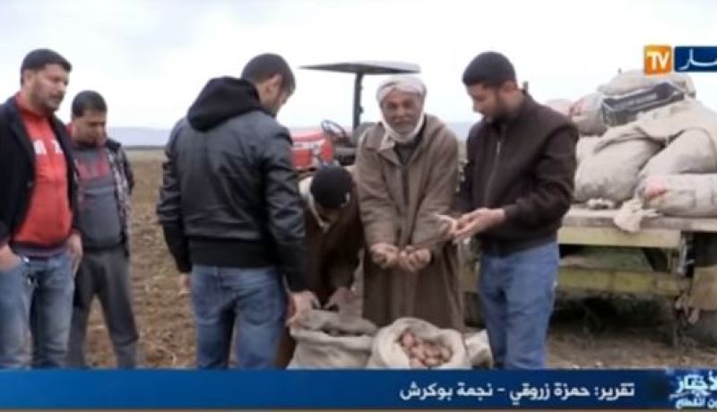 بالفيديو ..فلاحوا غليزان مستاؤون من غلاء بذور البطاطا