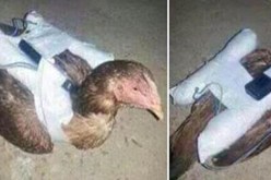 داعش يجند الطيور لصد الطائرات الحربية