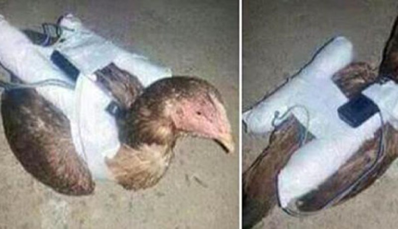 داعش يجند الطيور لصد الطائرات الحربية