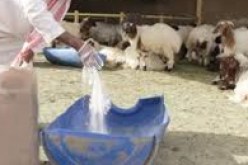 إنشاء لجنة تنسيقية جهوية لضمان أغذية المواشي