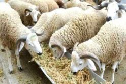 استرجاع 28 رأس من الماشية وتوقيف السارق بطفراوي في وهران