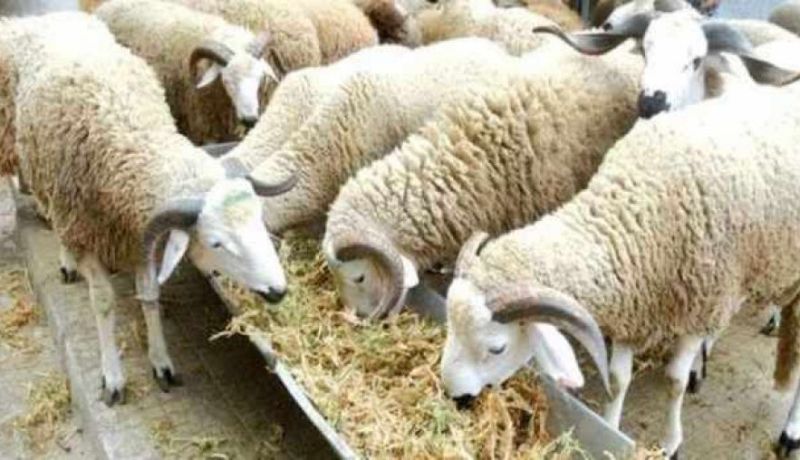 استرجاع 28 رأس من الماشية وتوقيف السارق بطفراوي في وهران