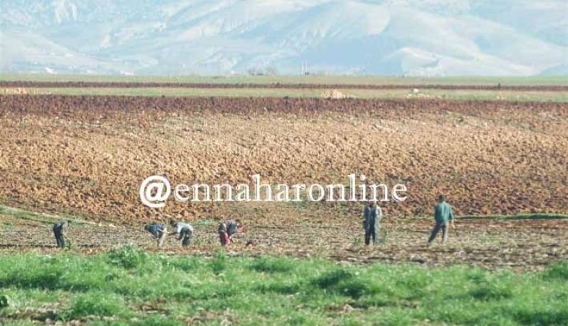 بوعزقي: الغرف الفلاحية تظم 40 بالمائة من الشباب