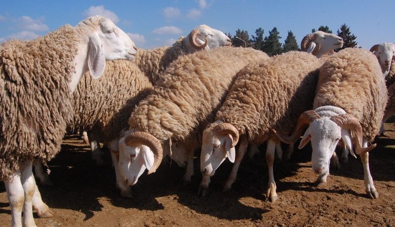 توقيف بيطريين يقودان شبكة تستعمل مواد كيماوية تسبب السرطان لتمسين أضاحي العيد