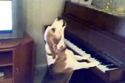 بالفيديو… كلب موهوب يعزف ويغنى على البيانو