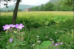 قضاء خمس دقائق في بيئة خضراء يحسن الصحة العقلية للفرد