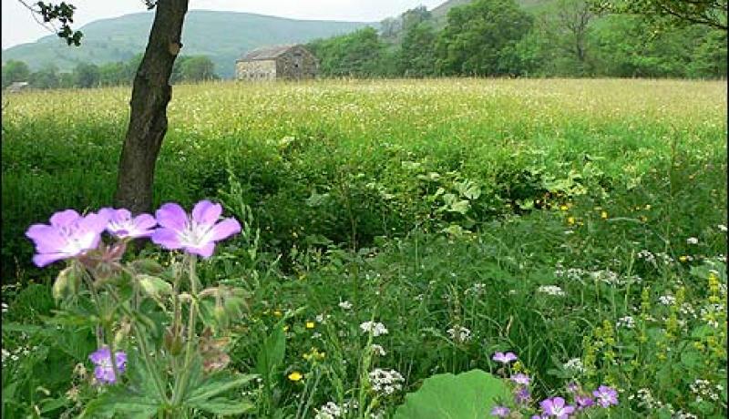 قضاء خمس دقائق في بيئة خضراء يحسن الصحة العقلية للفرد