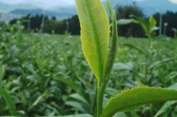 الشاي الأخضر يقي من الإصابة بسرطان الرئة