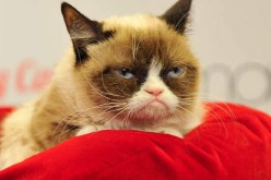 العبوس يجلب 500ألف جنيه لقط!!