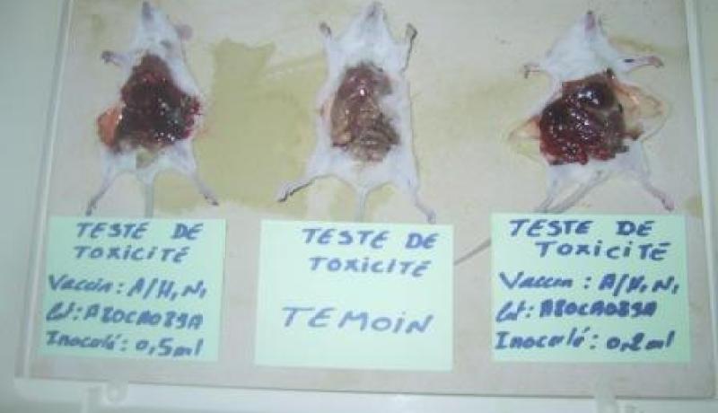 لقاحات أش1أن1 تسببت في نزيف داخلي حاد لفئران التجارب