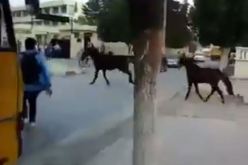 بالفيديو أحصنة متوحشة تحدث الرعب في قالمة