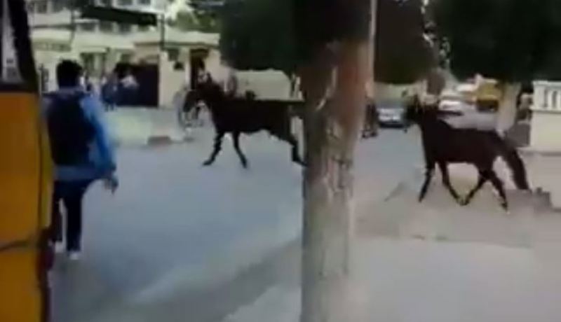 بالفيديو أحصنة متوحشة تحدث الرعب في قالمة