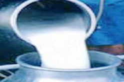 منتجو الحليب يؤكدون على الأهمية الإستراتيجية لشعبة الحليب في الطارف