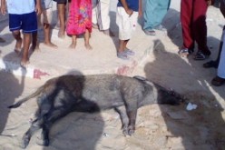 طوارئ في سكيكدة تخوفا من أنفلونزا الخنازير