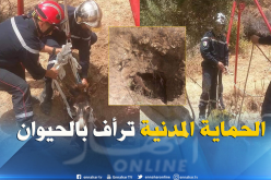 بالصور.. هكذا أنقذت الحماية المدنية حمارا من الموت بغليزان