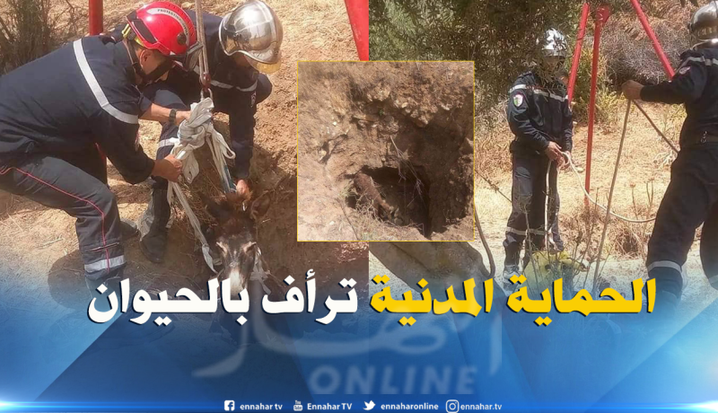 بالصور.. هكذا أنقذت الحماية المدنية حمارا من الموت بغليزان