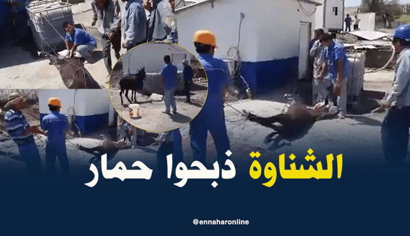 شاهد بالفيديو رعايا صينيين يذبحون حمارا في ذراع الميزان بتيزي وزو