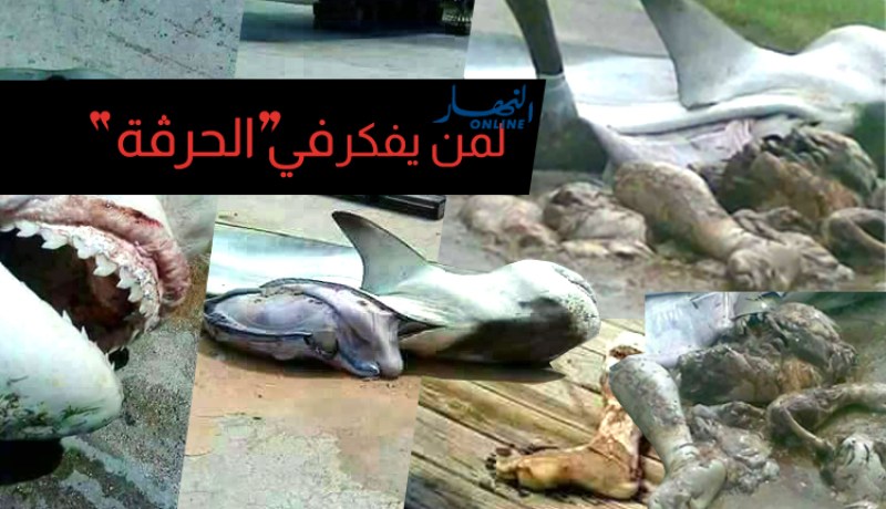 صور صادمة لأشلاء بشرية ببطن قرش في إسبانيا