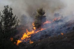 الفدرالية الوطنية لعمال الغابات تستنكر التخريب الممنهج للثروة الغابية