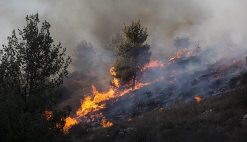 الفدرالية الوطنية لعمال الغابات تستنكر التخريب الممنهج للثروة الغابية