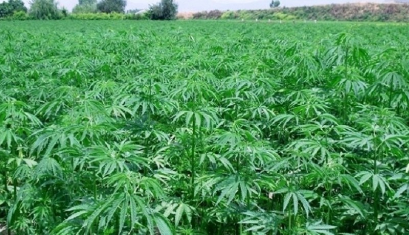 القصة الكاملة لشبكة الهلالي التي حولت أراضي بجاية الى مزارع مخدرات