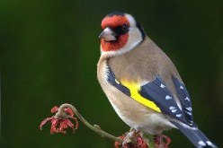 حجز أكثر من 5000 طير الحسون بأقصى غرب البلاد خلال السنوات الأخيرة