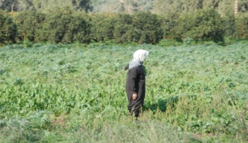 أكثر من 60 بالمائة من الفلاحين لم يستعملو الأسمدة لتأخر توزيعها