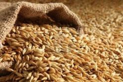 الجزائر تنتج أزيد من 35 مليون قنطار من الحبوب