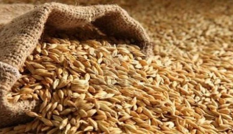 الجزائر تنتج أزيد من 35 مليون قنطار من الحبوب