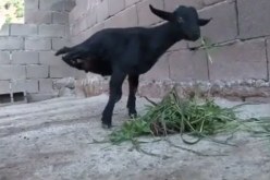 بالفيديو في ظاهرة غريبة ماعز بقدمين أمامييتين فقط