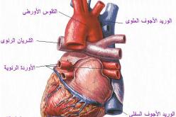 التداوي بالأعشاب يشكل خطرا على مرضى القلب