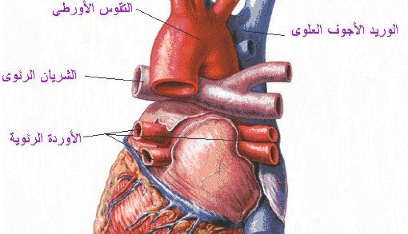 الابتسامة مفيدة لقلبك
