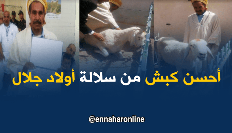 اختيار أحسن كبش لسلالة أولاد جلال في بسكرة