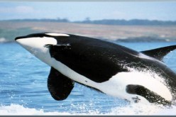 الحيتان الحدباء تردد أنغاما مختلفة في المحيط الهندي