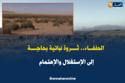 الحلفاء.. ثروة نباتية بحاجة إلى الإستغلال والإهتمام