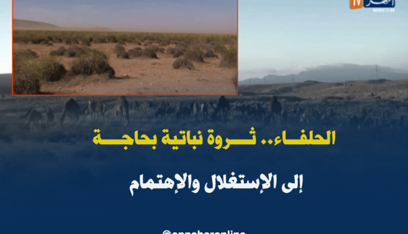 الحلفاء.. ثروة نباتية بحاجة إلى الإستغلال والإهتمام