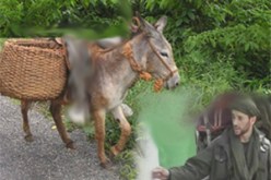 حتي الحيوانات لم تسلم من أذى خوارج “القاعدة” : في غياب انتحاريين.. تفكيك قنبلة ثبتت على ظهر حمار!