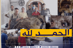 الدب “ناتاشا” بالحامة يخضع لعمليتين جراحيتين ناجحتين لإستئصال ورم سرطاني