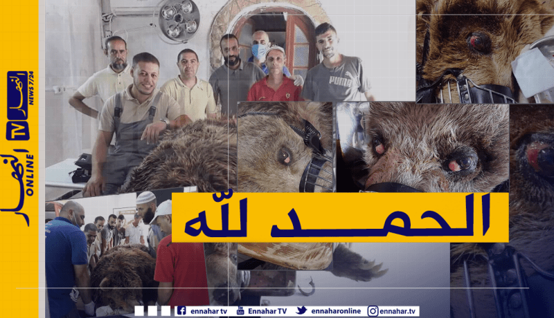 الدب “ناتاشا” بالحامة يخضع لعمليتين جراحيتين ناجحتين لإستئصال ورم سرطاني